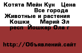 Котята Мейн Кун › Цена ­ 15 000 - Все города Животные и растения » Кошки   . Марий Эл респ.,Йошкар-Ола г.